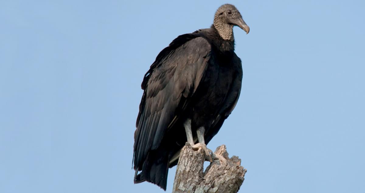 Black Vulture Sounds All About Birds Cornell Lab Of Ornithology - roblox how to get vulture s hat event youtube