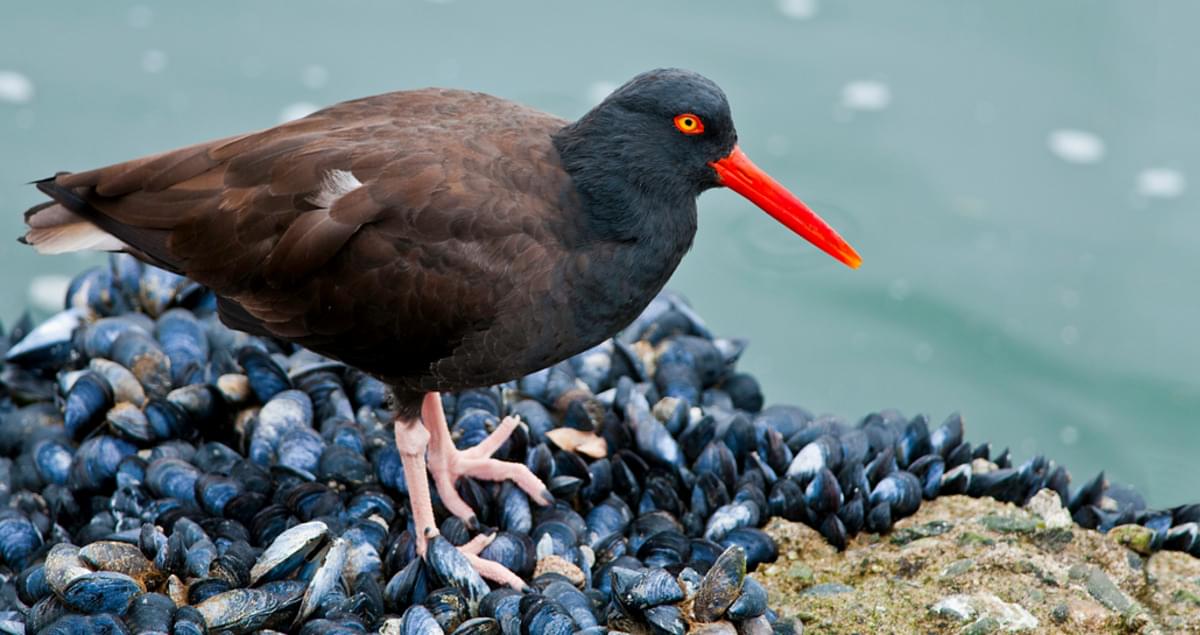 Black Oystercatcher Identification, All About Birds, Cornell Lab of Ornithology