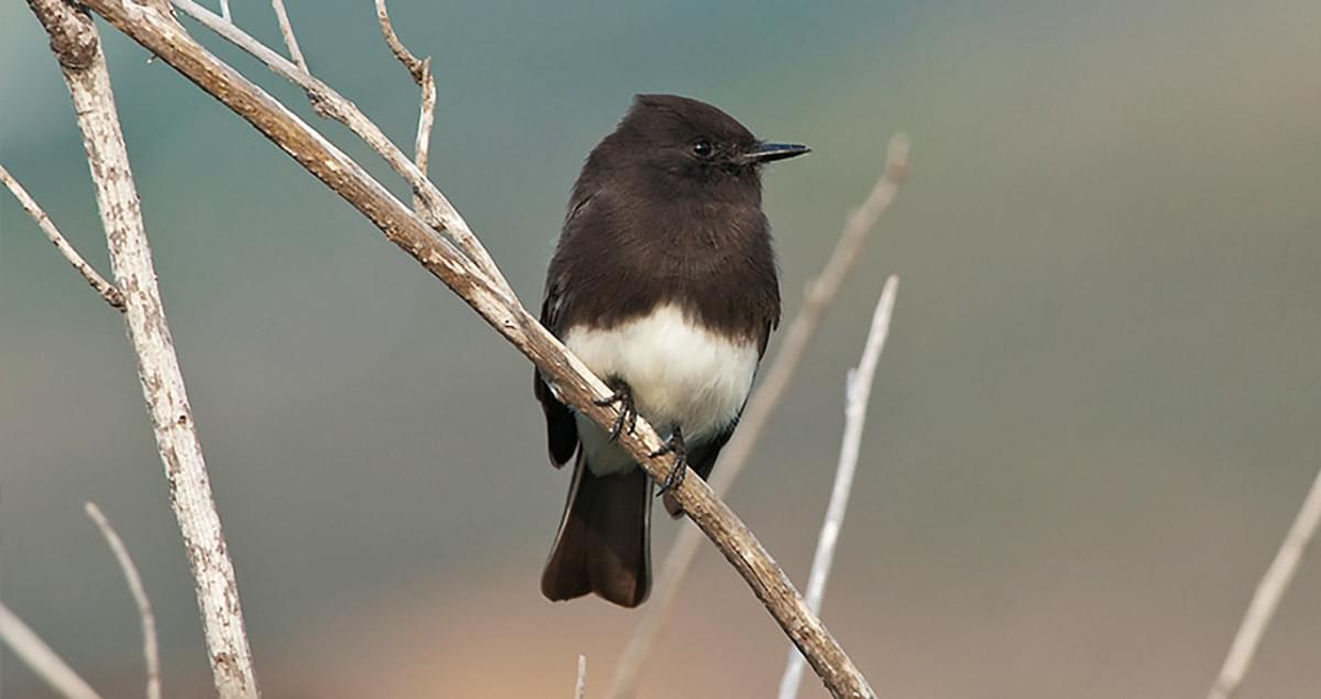 Black Phoebe Identification, All About Birds, Cornell Lab of Ornithology