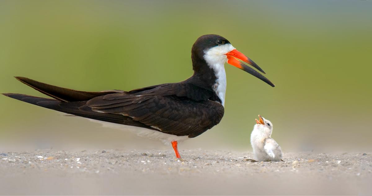 Black Skimmer Identification, All About Birds, Cornell Lab of Ornithology