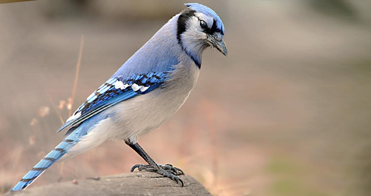 Female Blue Jay Bird