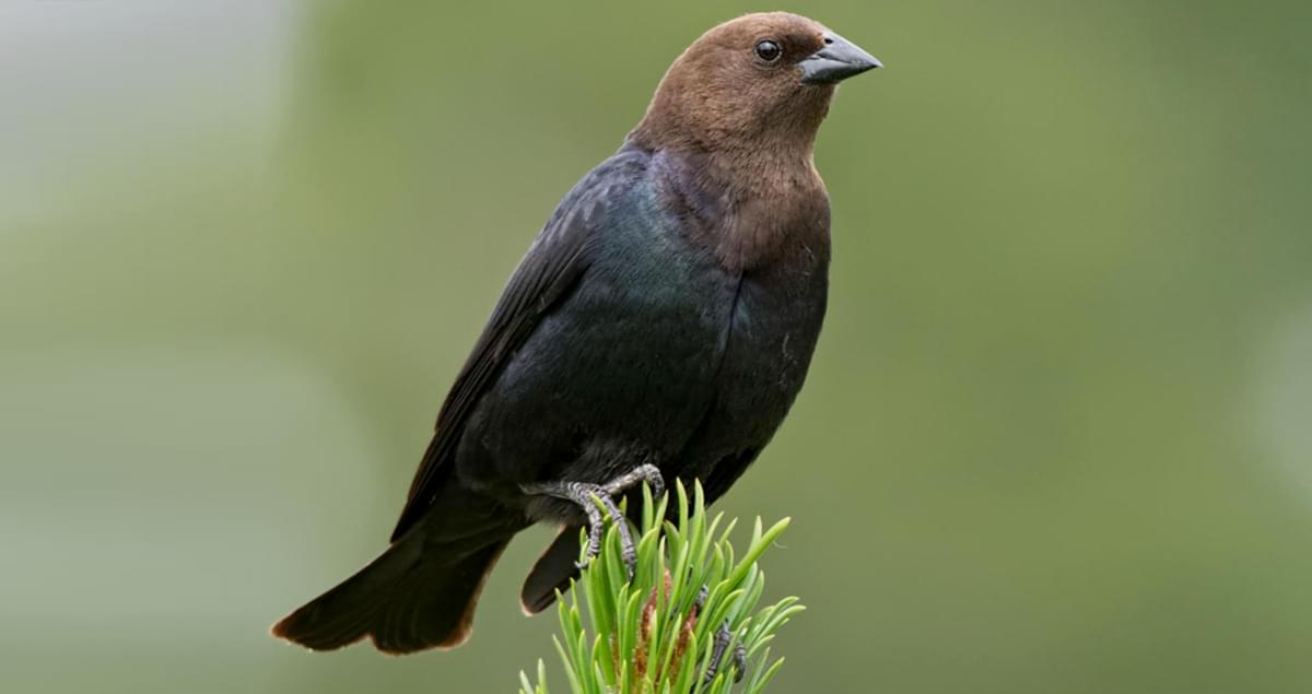 Brown-headed Cowbird Identification, All About Birds, Cornell Lab of  Ornithology