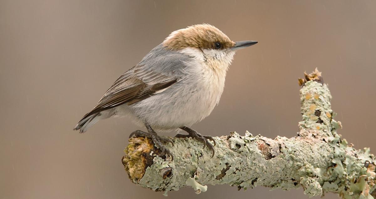 Brown-headed Nuthatch Overview, All About Birds, Cornell Lab of Ornithology