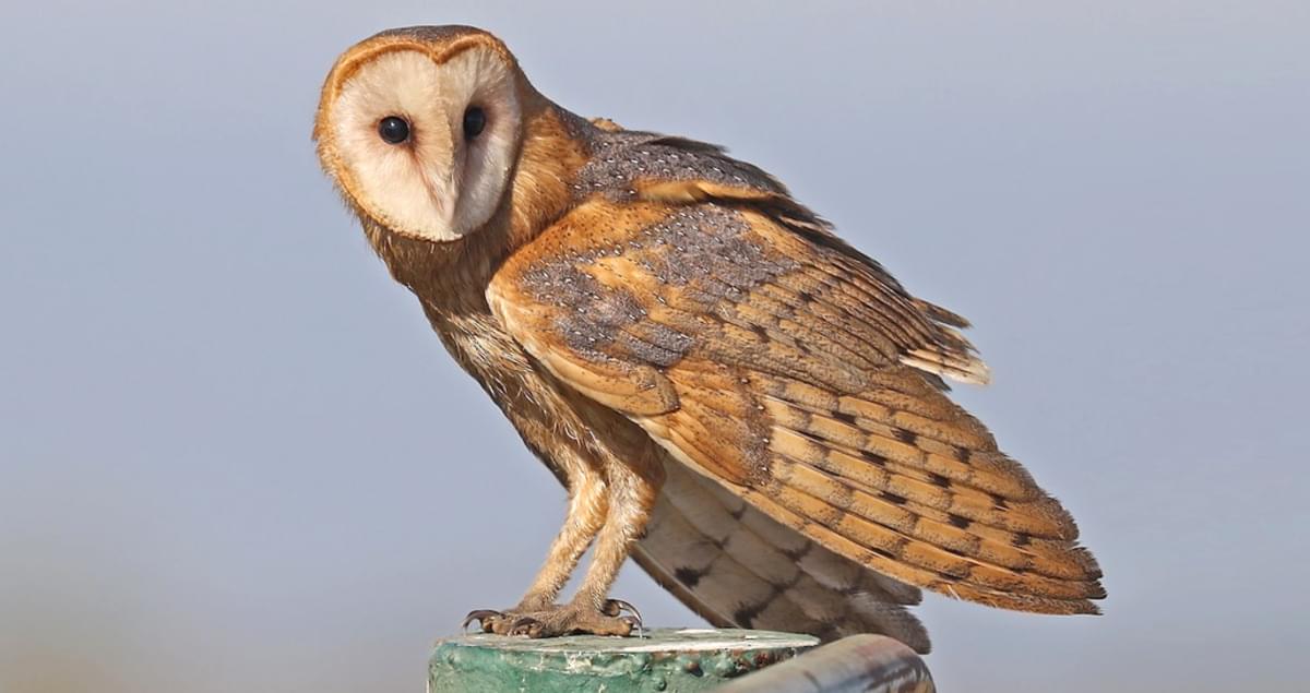 all about barn owls