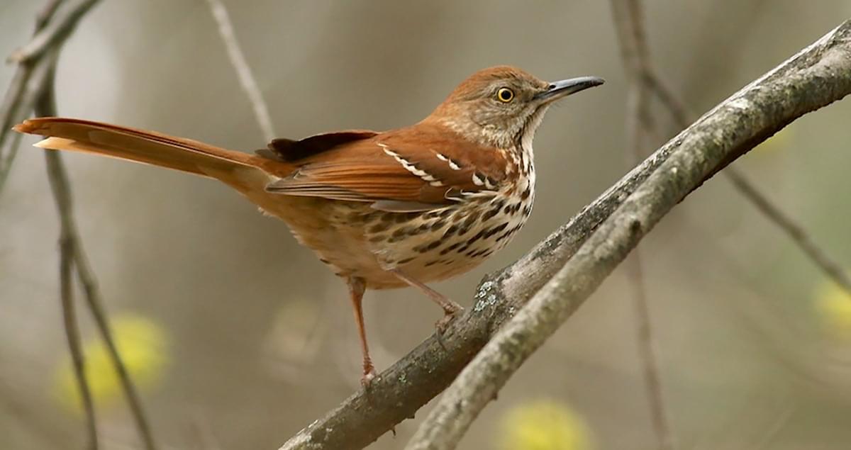 Photos and Videos for Brown Thrasher, All About Birds