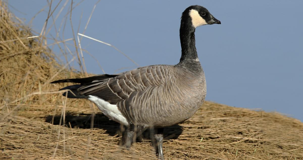Cackling Goose Sounds, All About Birds, Cornell Lab of Ornithology