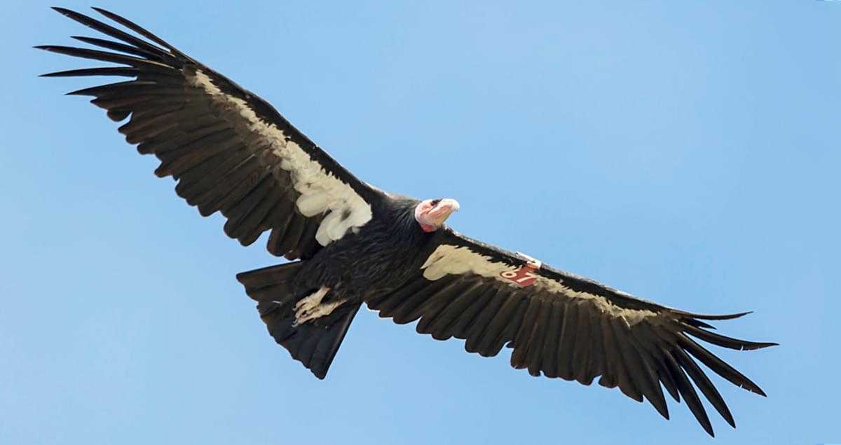 The Average Lifespan of California Condors: Facts And Figures  