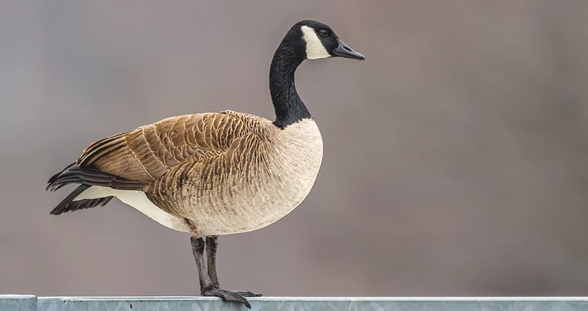 Canada Goose Sounds All About Birds Cornell Lab Of Ornithology