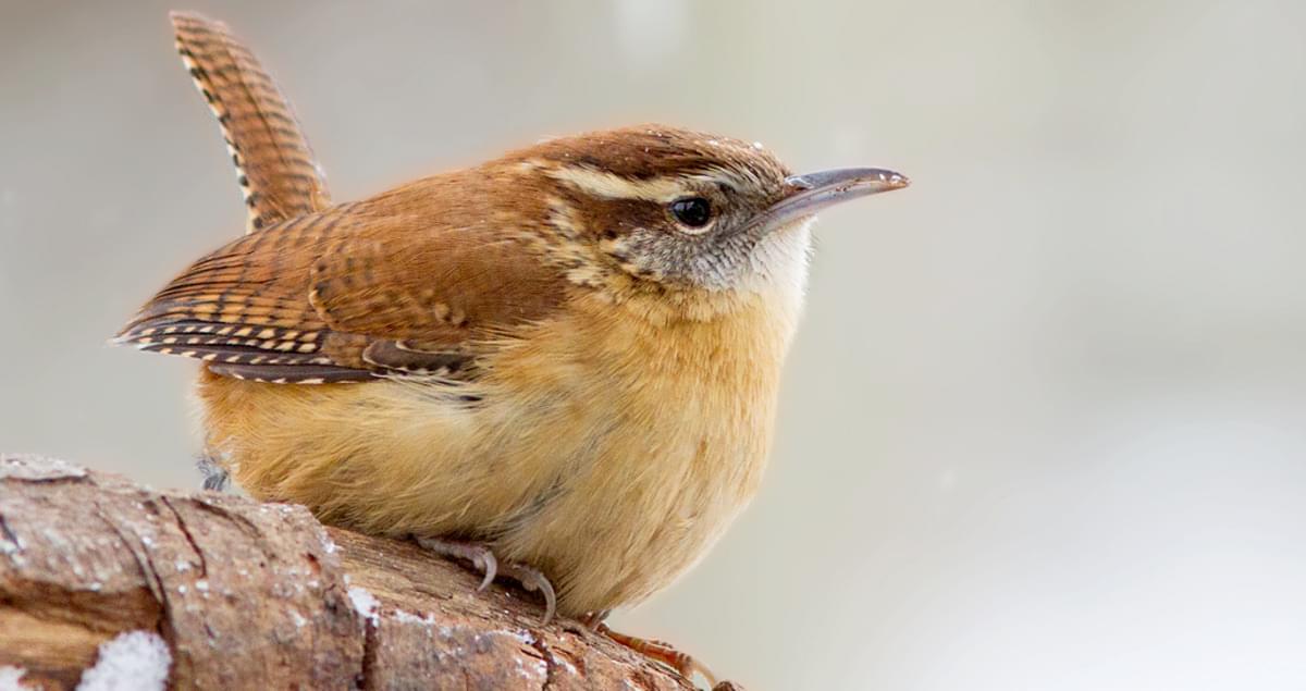 all about birds carolina wren