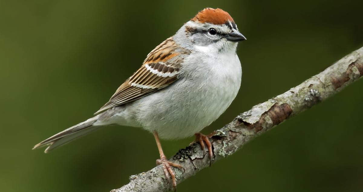 Image result for chipping sparrow ontario