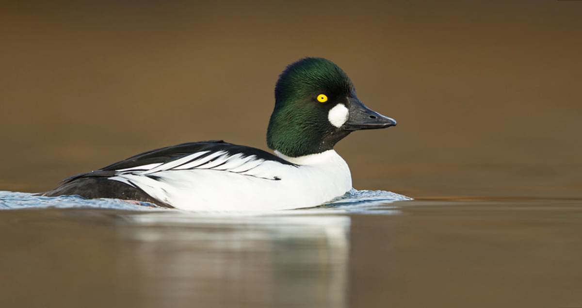 Common Goldeneye  Audubon Field Guide