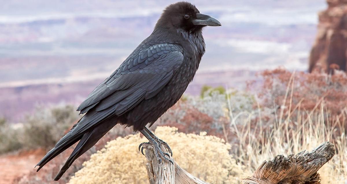 Common Raven Overview All About Birds Cornell Lab Of Ornithology