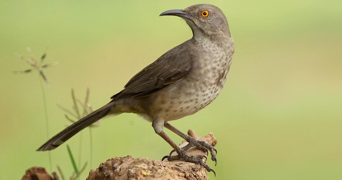 Curvebilled Thrasher Identification, All About Birds