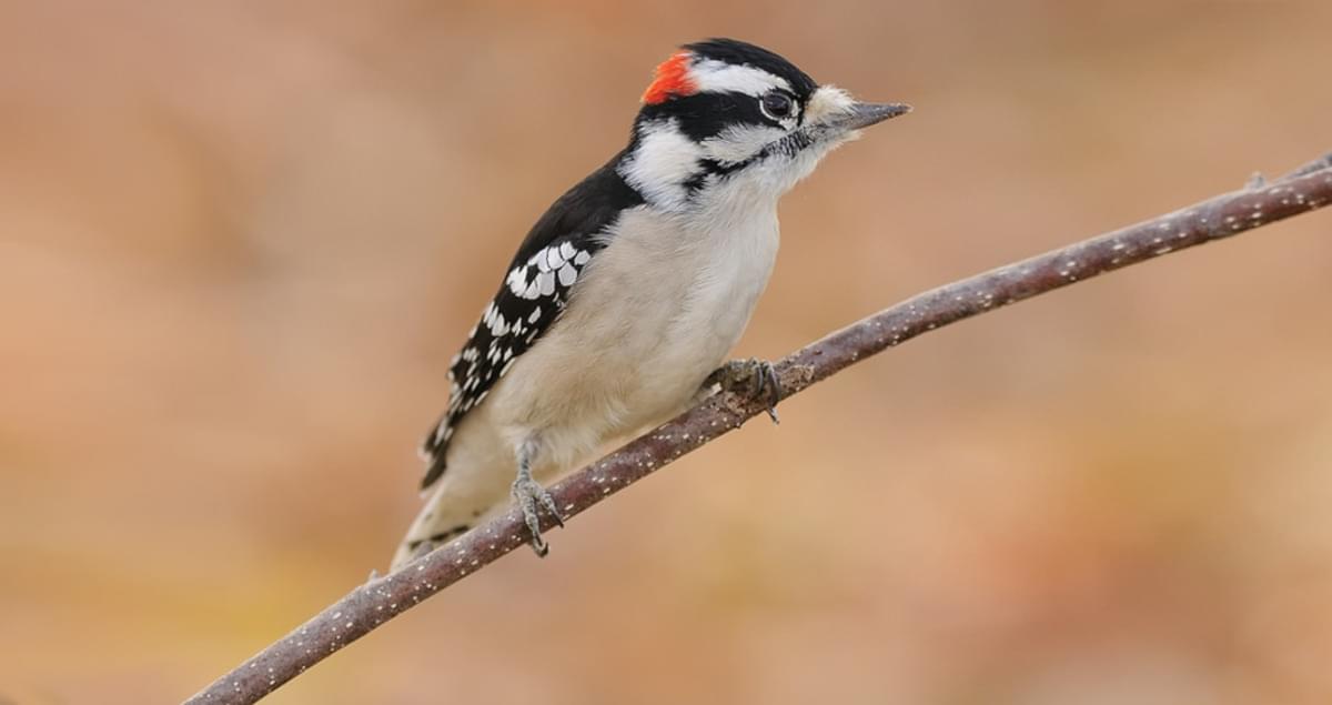 a curious look from a Downy Woodpecker as she peeks out from behind a tree watching me and the feeder. One of my favorite woodpecker photos