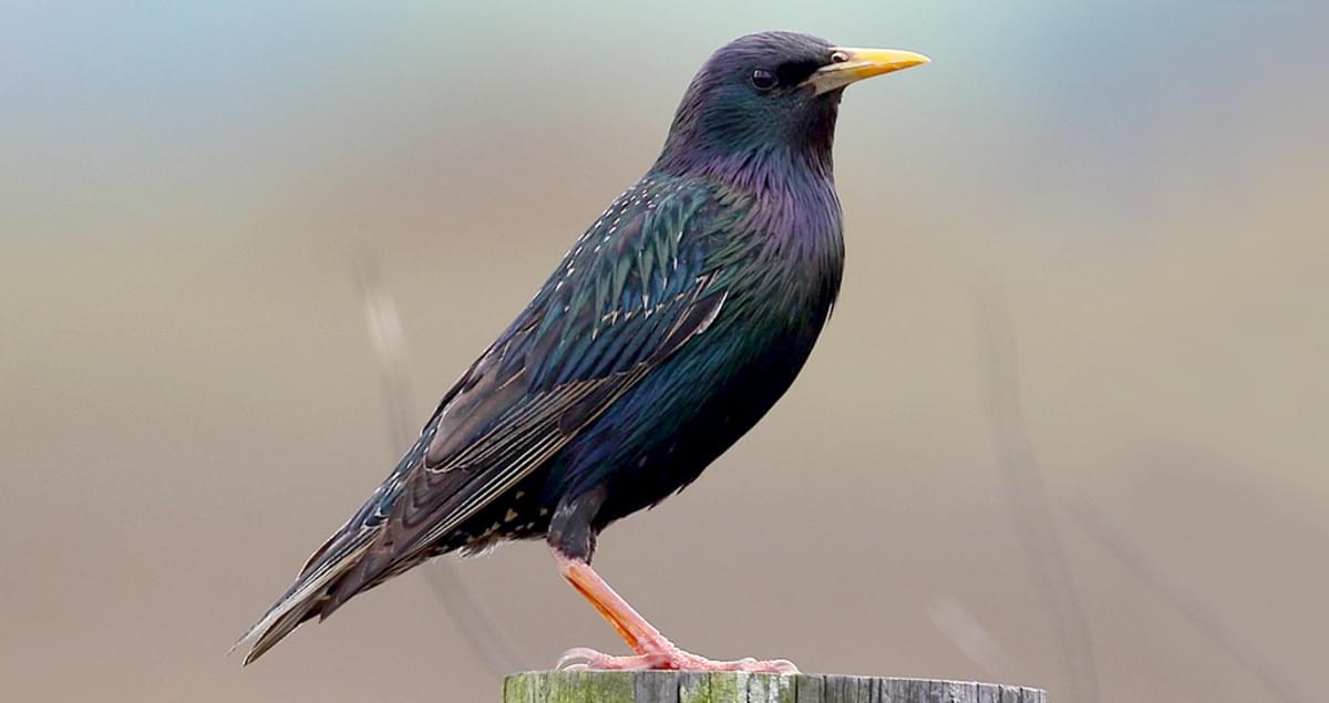 European Starling Overview, All About Birds, Cornell Lab of Ornithology