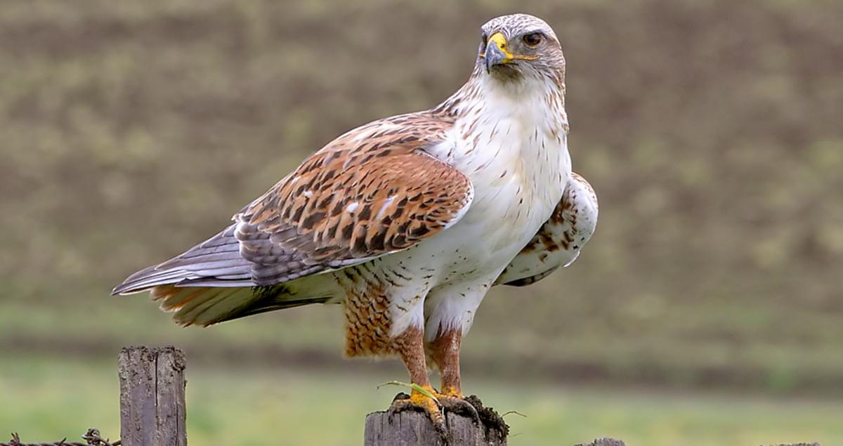 Ferruginous Hawk Identification, All About Birds, Cornell Lab of Ornithology