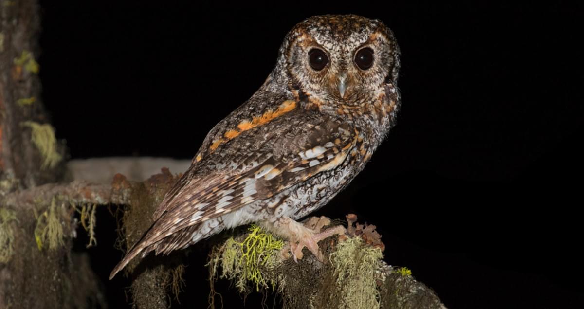 Flammulated Owl Overview, All About Birds, Cornell Lab of Ornithology