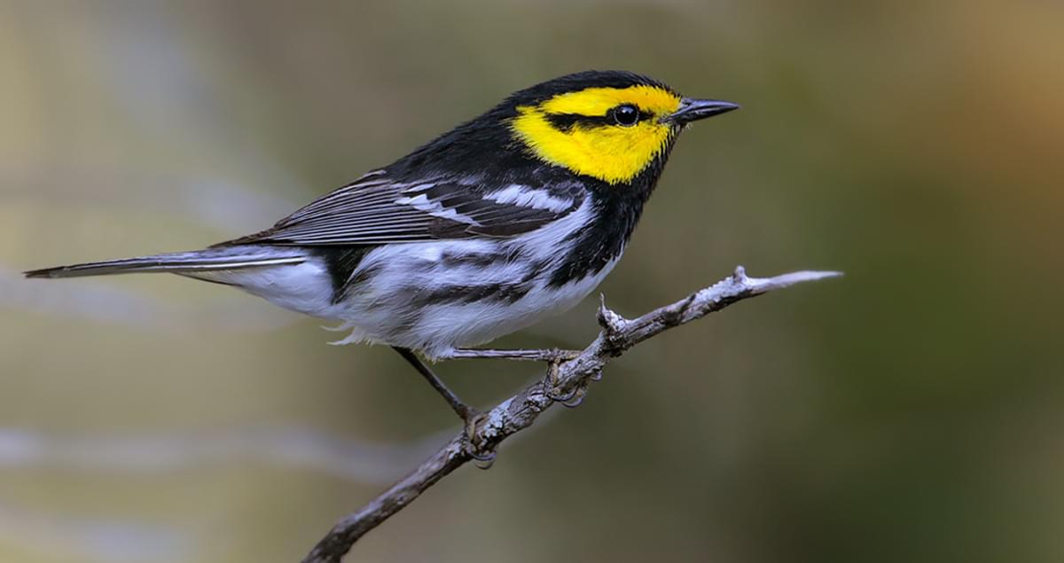 Golden-cheeked Warbler Overview, All About Birds, Cornell Lab of ...
