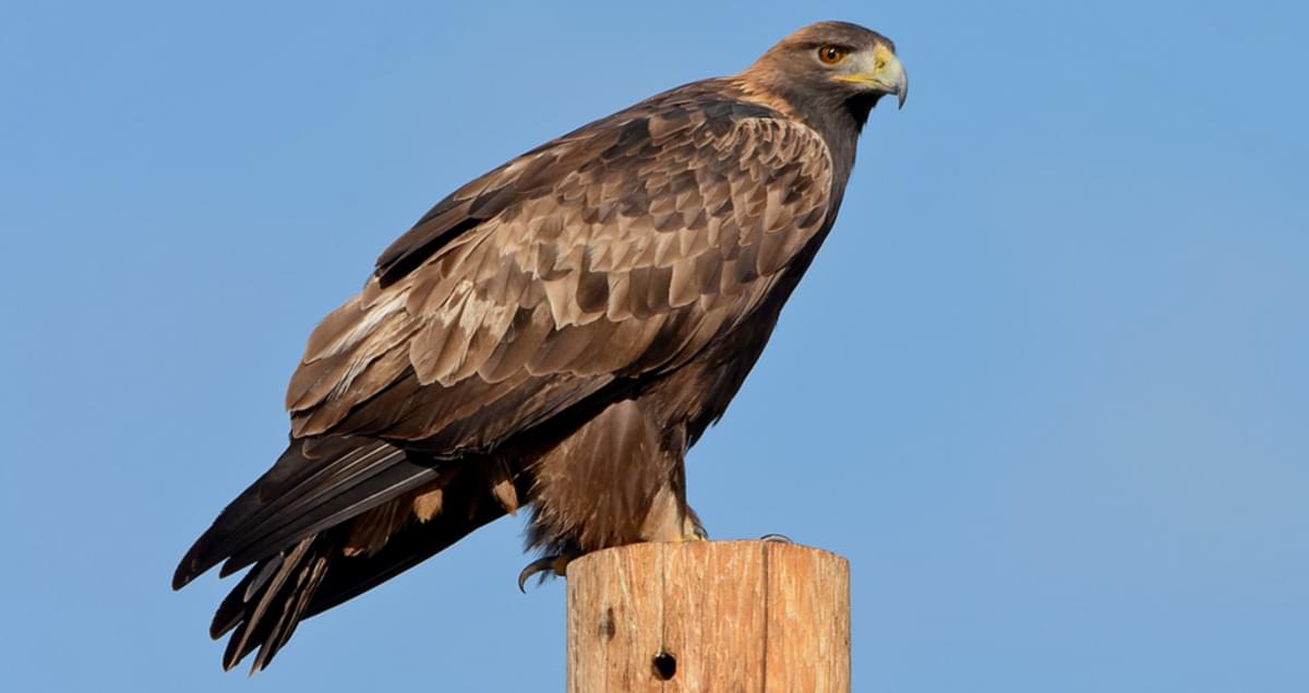 Golden Eagle Overview, All About Birds, Cornell Lab of Ornithology