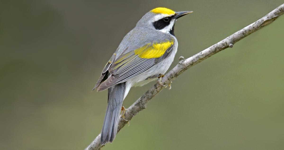 Golden Winged Warbler