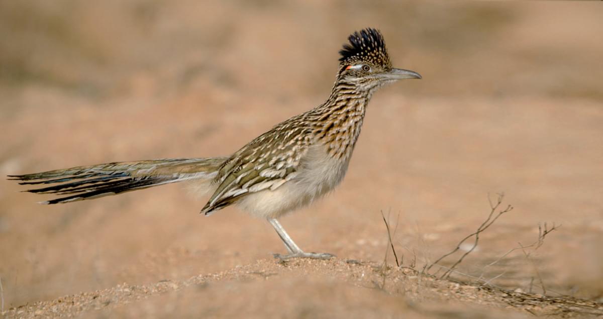 Greater Roadrunner Identification, All About Birds, Cornell Lab of