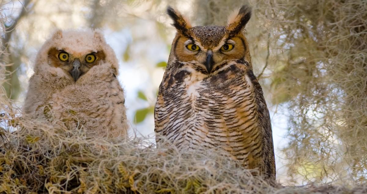 all about birds great horned owl