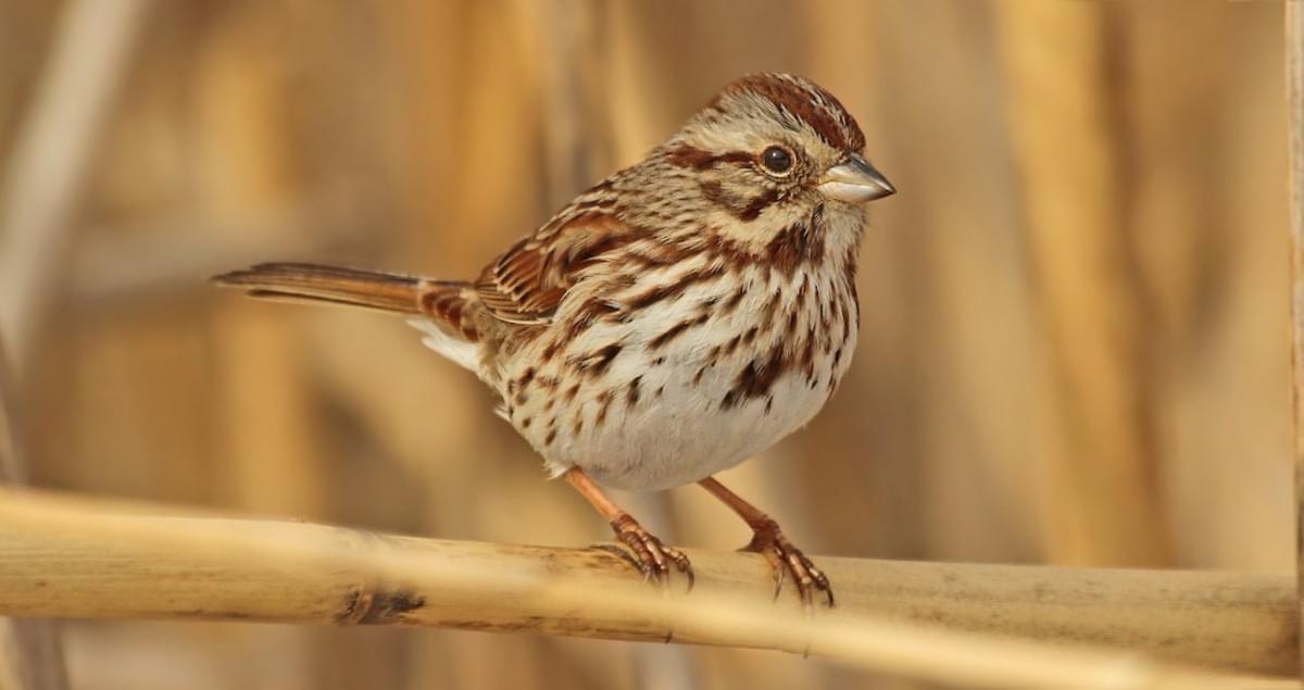 Photos and Videos for Song Sparrow, All About Birds