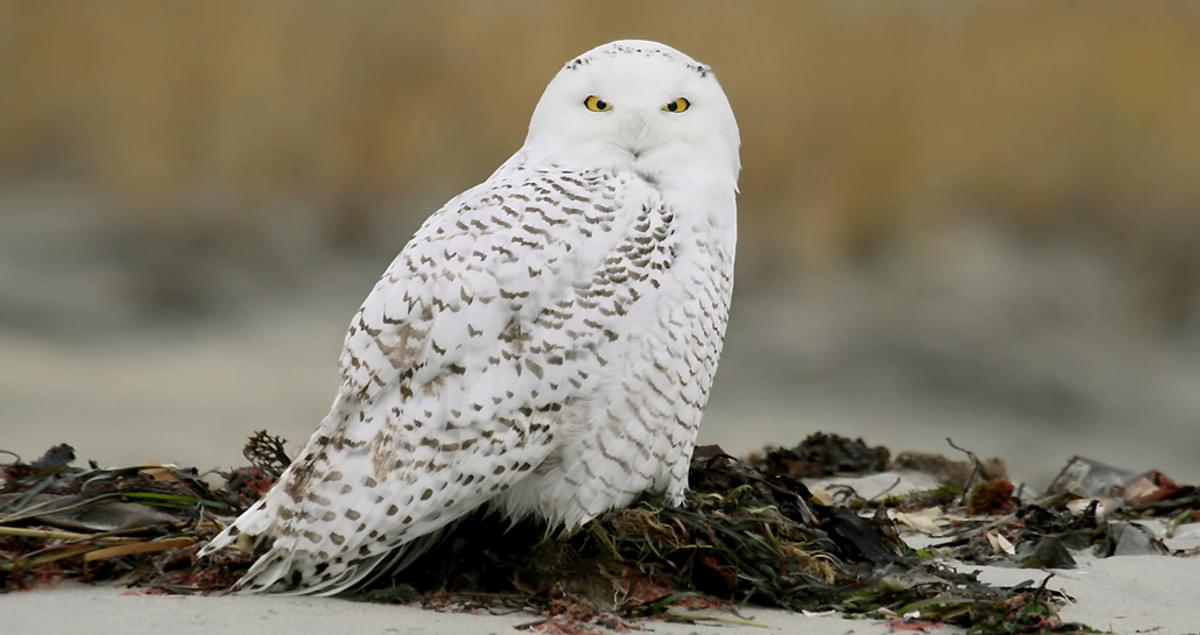 Snowy Owl Identification, All About Birds, Cornell Lab of Ornithology