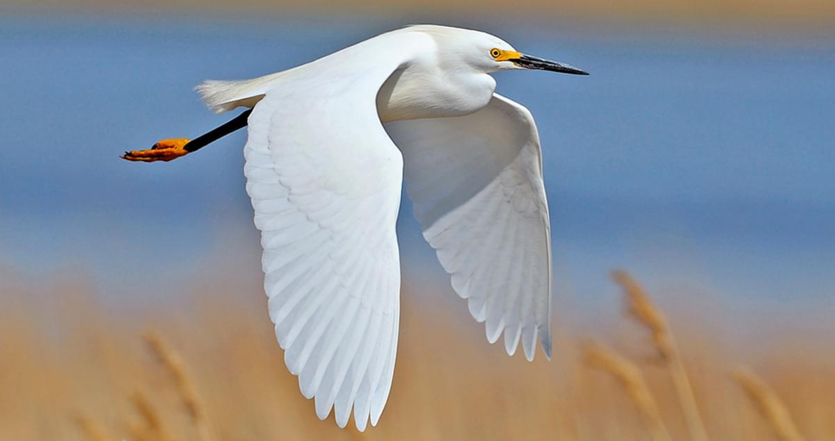 Snowy Egret Identification, All About Birds, Cornell Lab of Ornithology