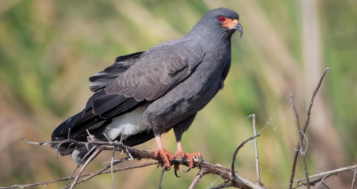 Snail Kite Life History, All About Birds, Cornell Lab of Ornithology