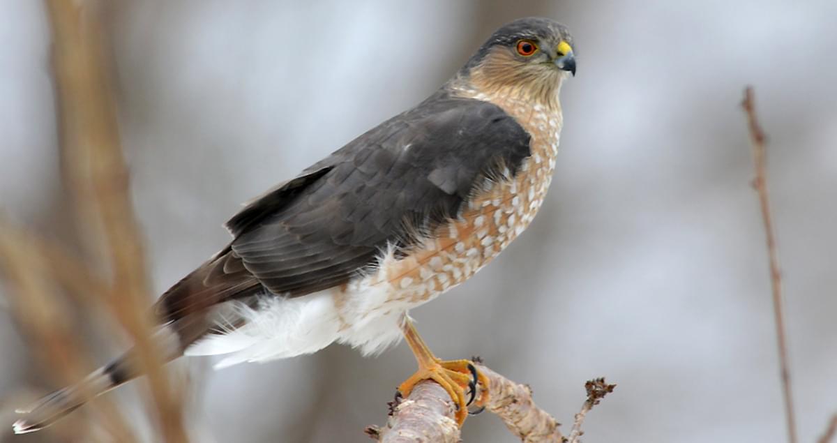 Sharp-shinned Hawk Identification, All About Birds, Cornell Lab of Ornithology