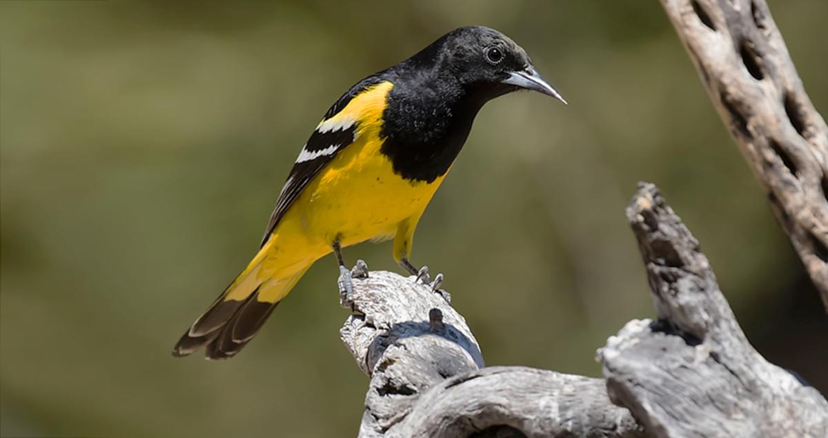 Scott's Oriole Overview, All About Birds, Cornell Lab of Ornithology