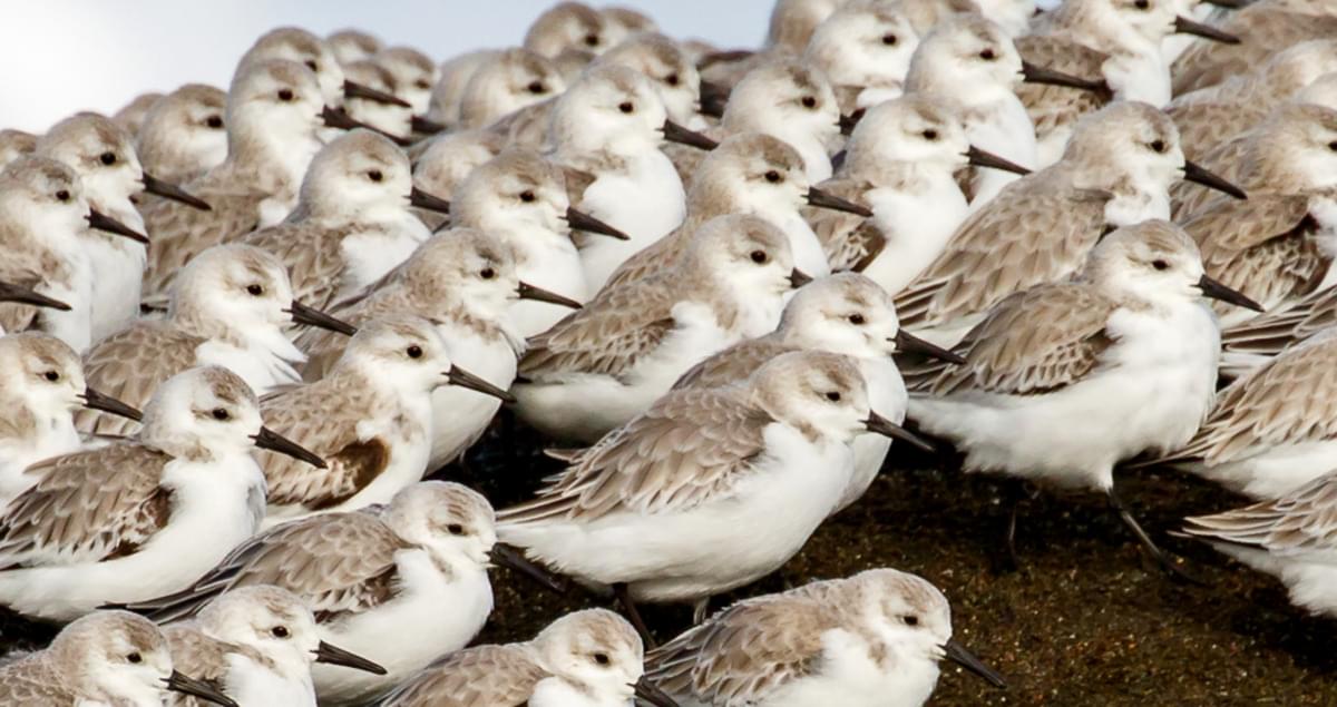 Sanderling Identification, All About Birds, Cornell Lab of