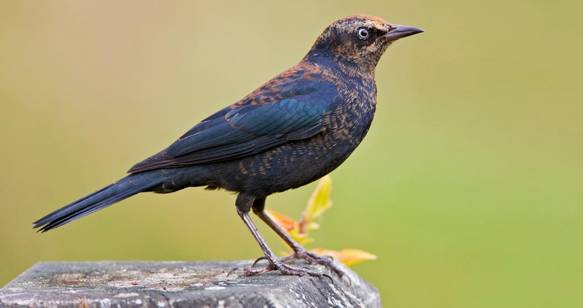 Rusty Blackbird Identification, All About Birds, Cornell Lab of