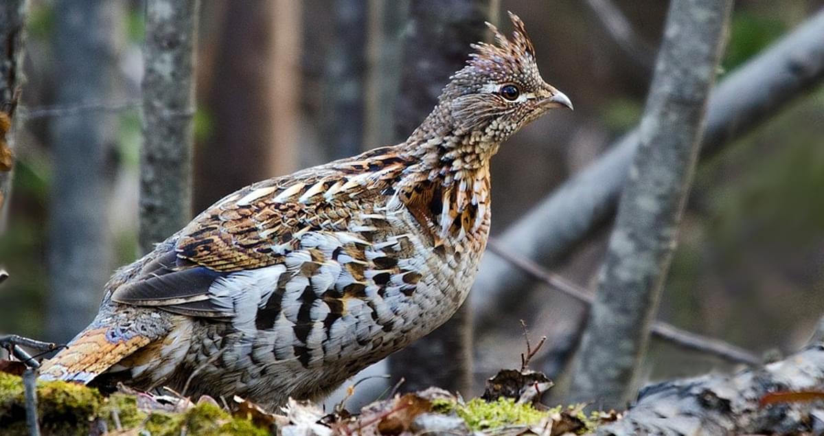 Ruffed Grouse Identification, All About Birds, Cornell Lab