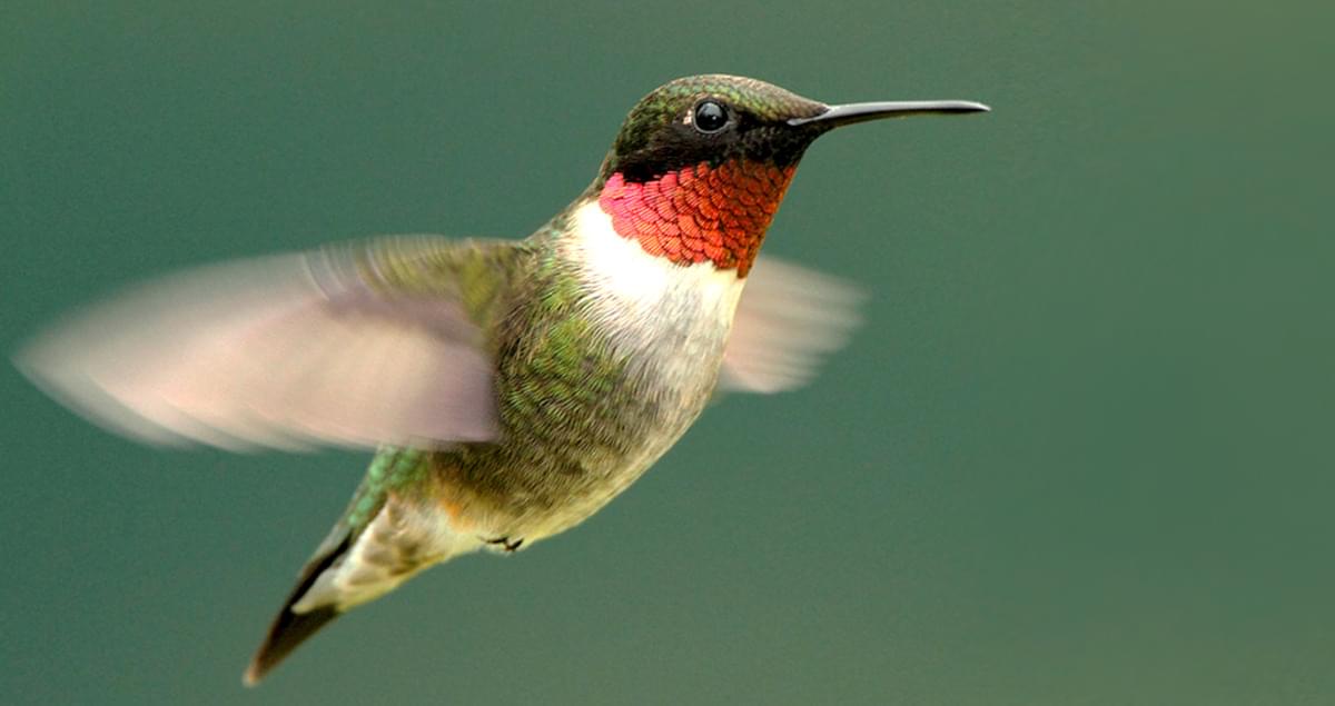 What Do Ruby Throated Hummingbirds Eat? A Comprehensive Guide  