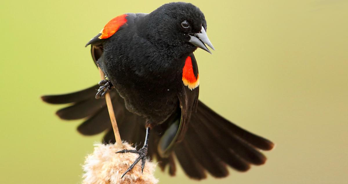 Interpreting Red-winged Blackbird Behavior