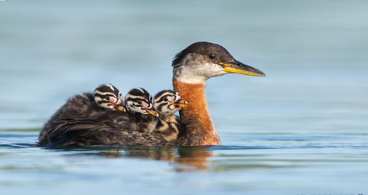 Red-necked Grebe Life History, All About Birds, Cornell Lab of Ornithology.