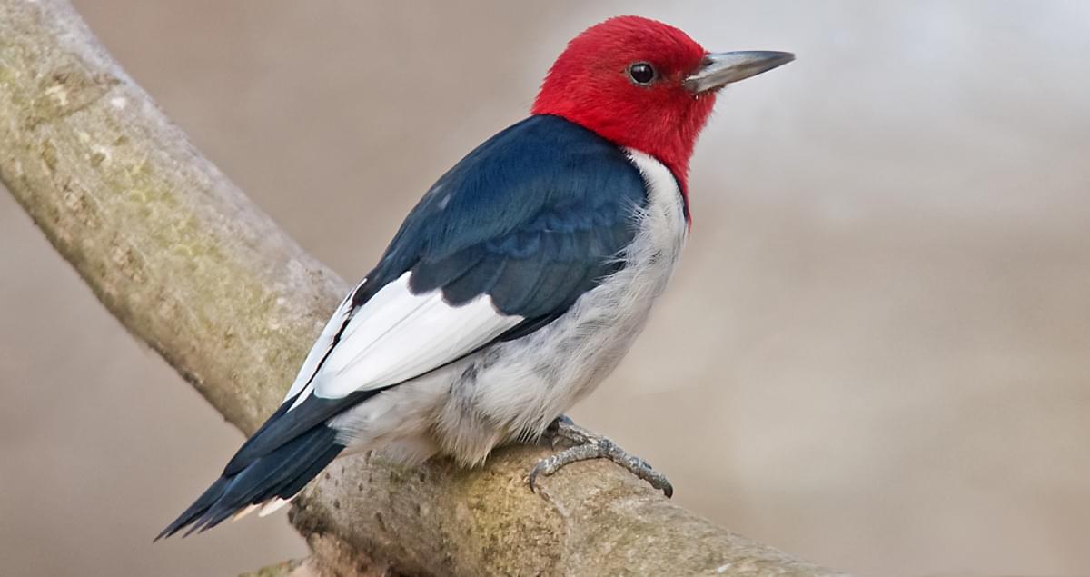 Red Headed Woodpecker Identification All About Birds Cornell Lab