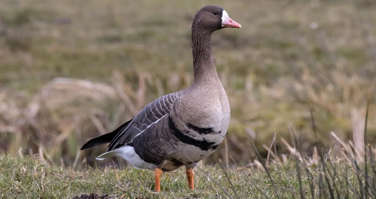Greater White-Fronted Goose Life History and Identification