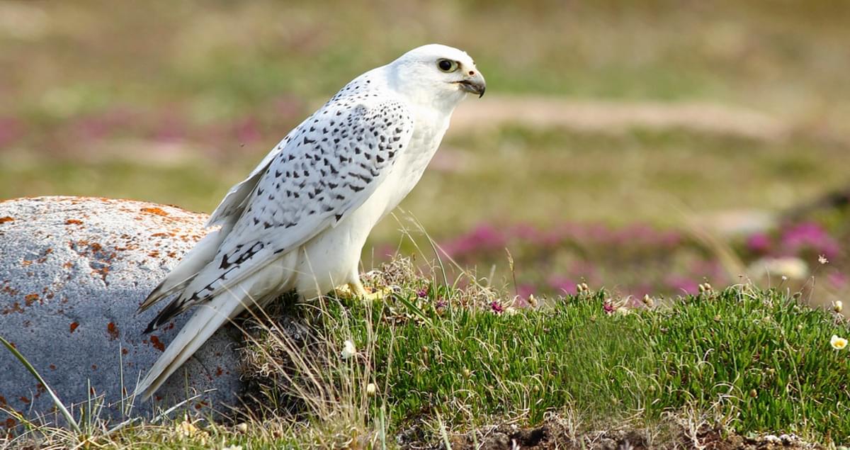Gyrfalcon Life History, All About Birds, Cornell Lab of Ornithology