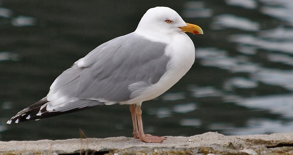 Herring Gull Life History, All About Birds, Cornell Lab of Ornithology
