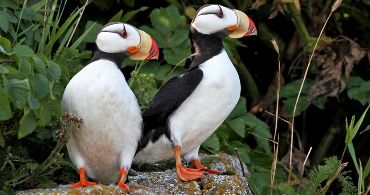 Tufted Puffin - eBird