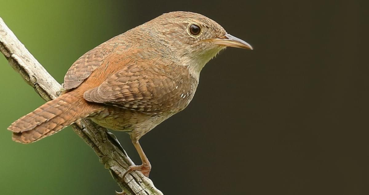 House Wren Identification, All About Birds, Cornell Lab of Ornithology