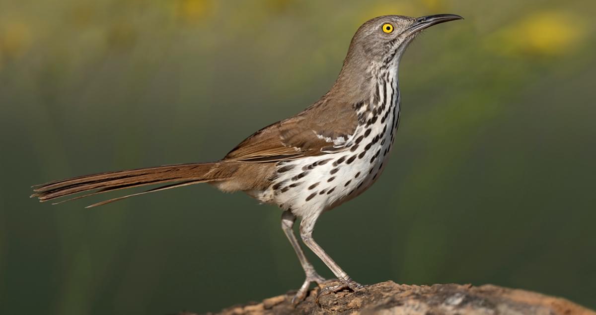 black thrasher bird