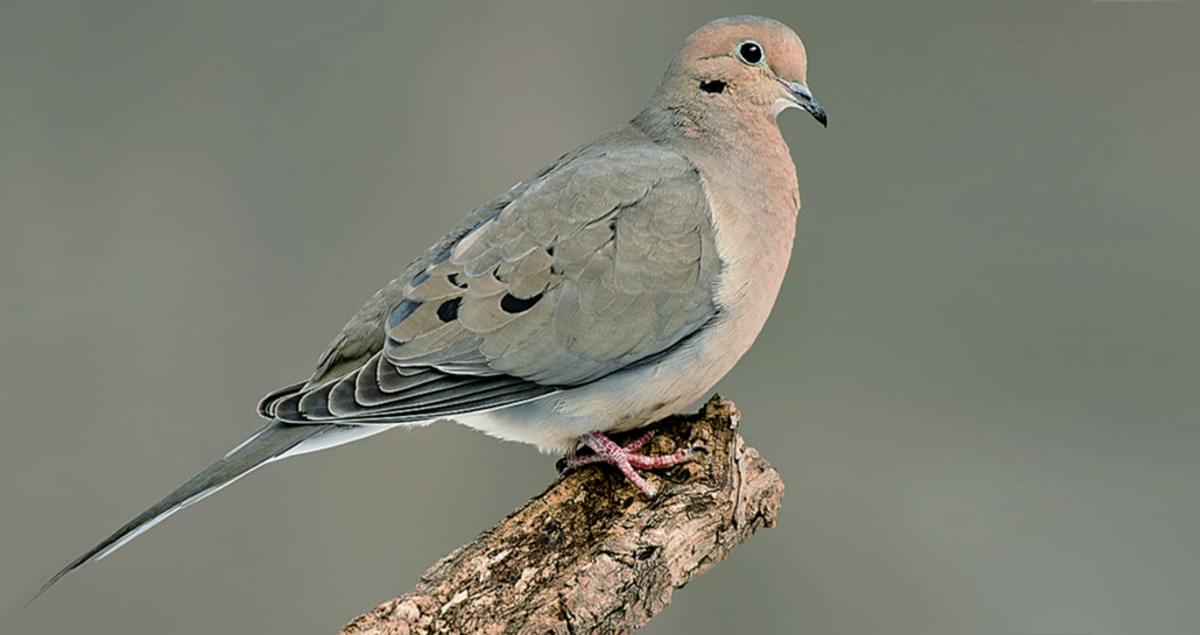 Mourning Dove Sounds, All About Birds, Cornell Lab of Ornithology