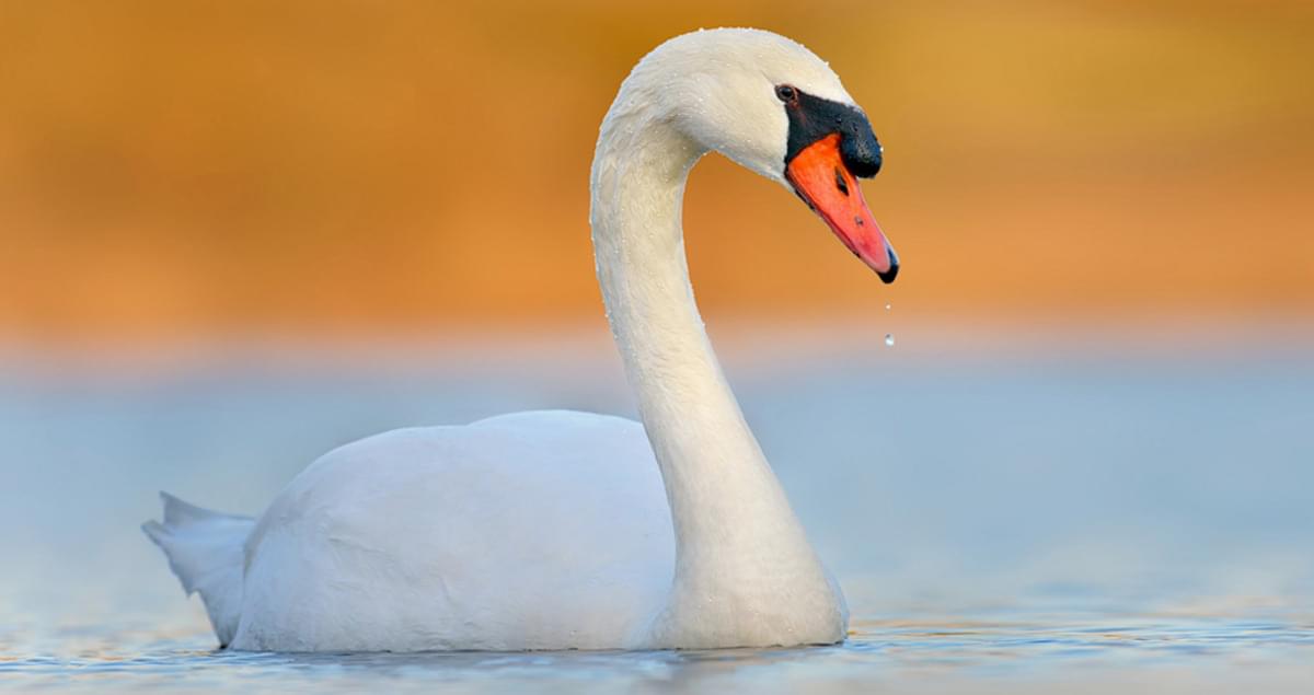 do mute swans mate for life