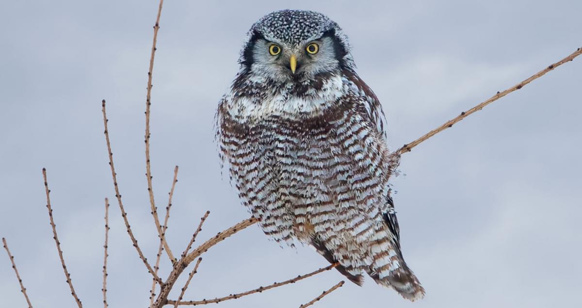 Northern Hawk Owl Identification, All About Birds, Cornell