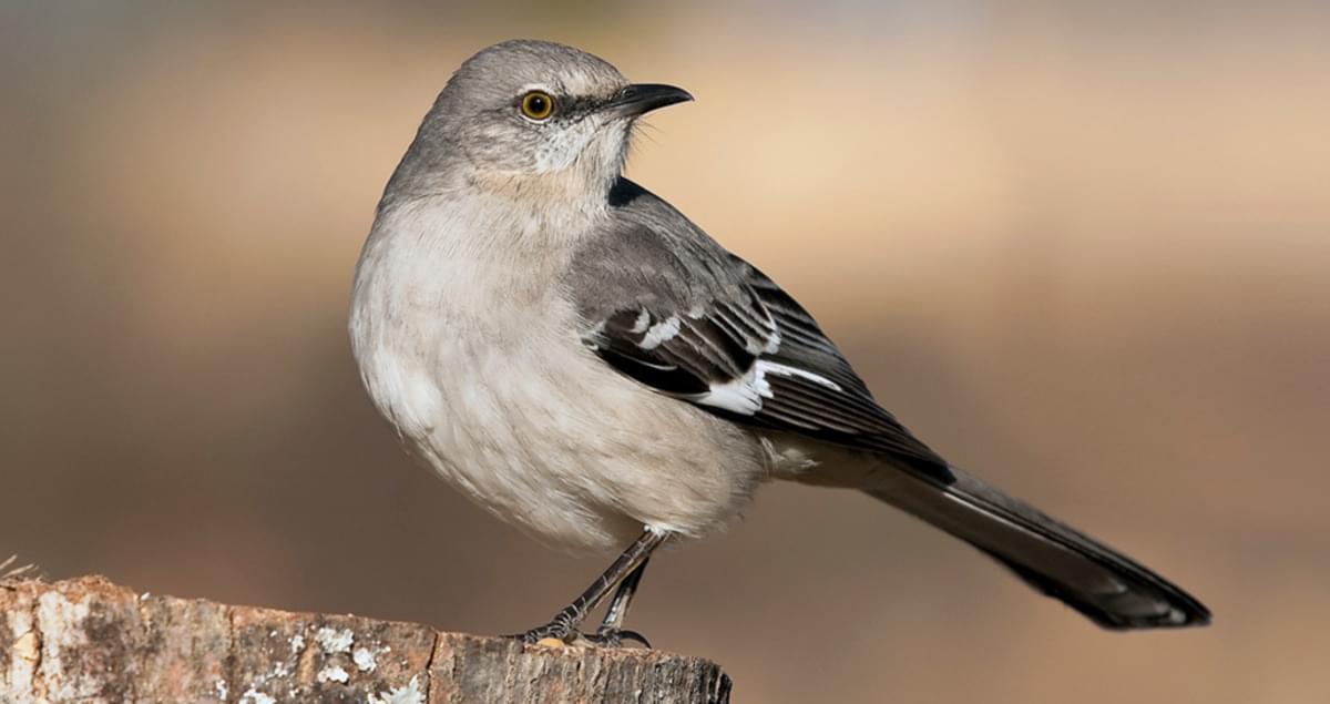 Northern Mockingbird Identification All About Birds Cornell Lab Of Ornithology