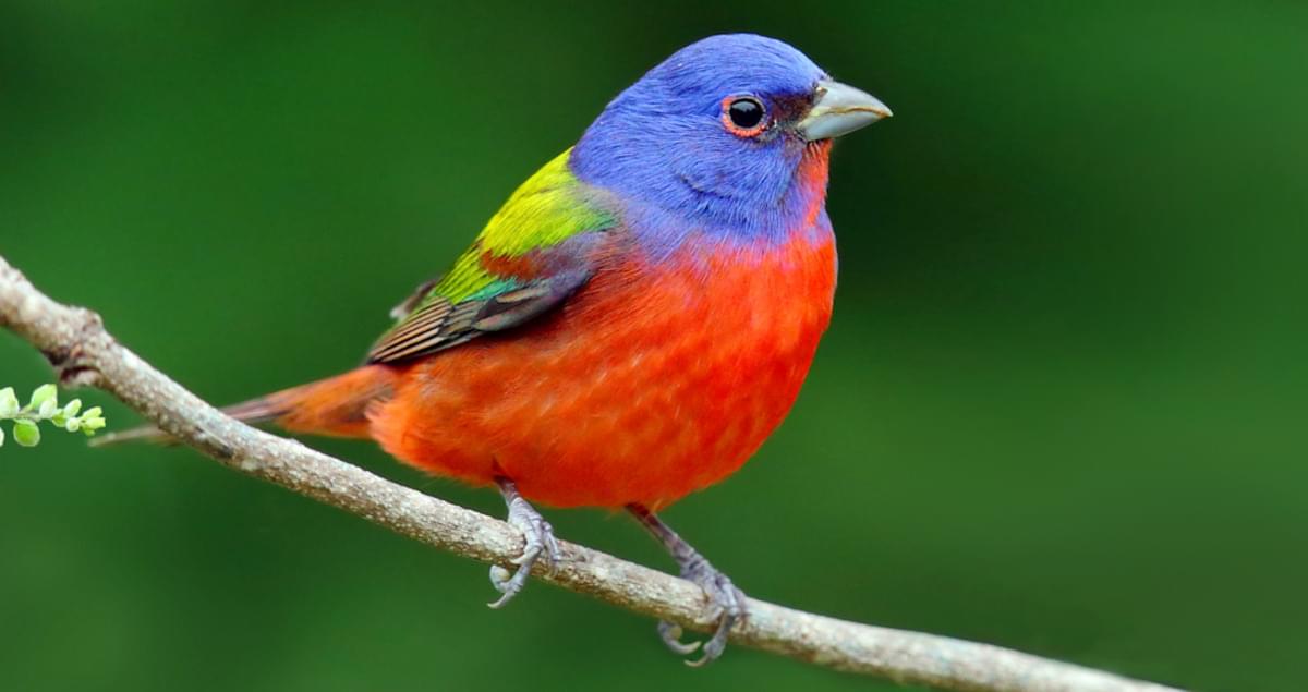 Painted Bunting Overview, All About Birds, Cornell Lab of Ornithology